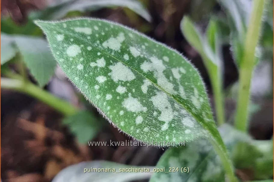 Pulmonaria saccharata 'Opal'