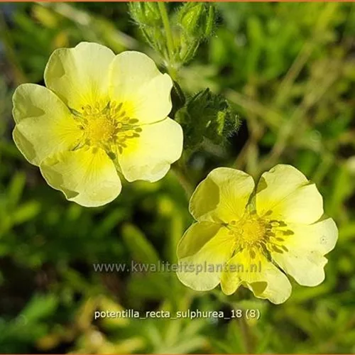 Potentilla recta 'Sulphurea'