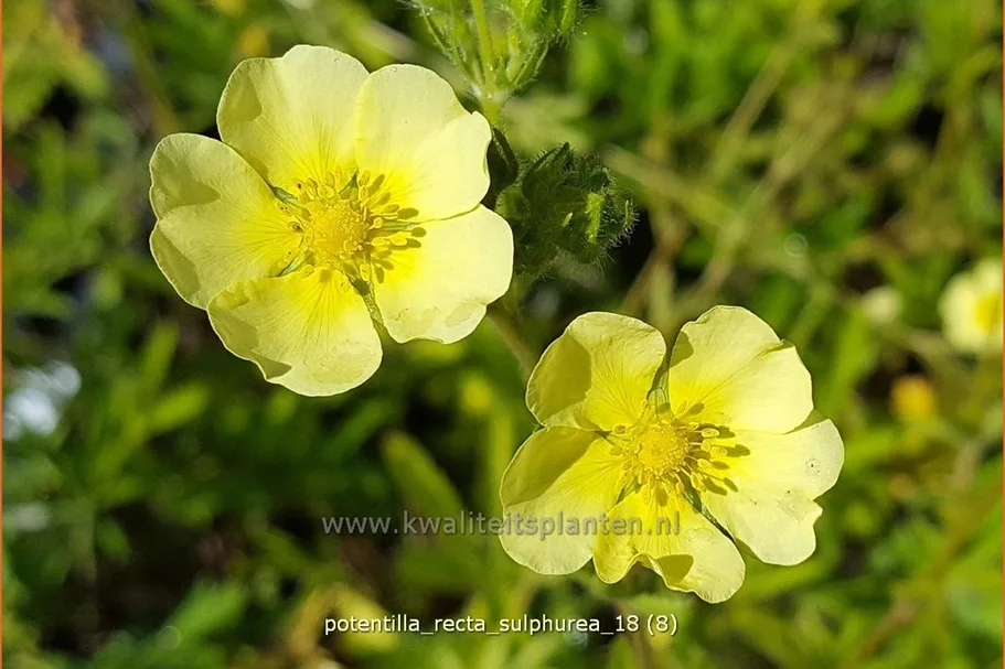 Potentilla recta 'Sulphurea'