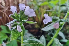 Pulmonaria saccharata 'Opal'