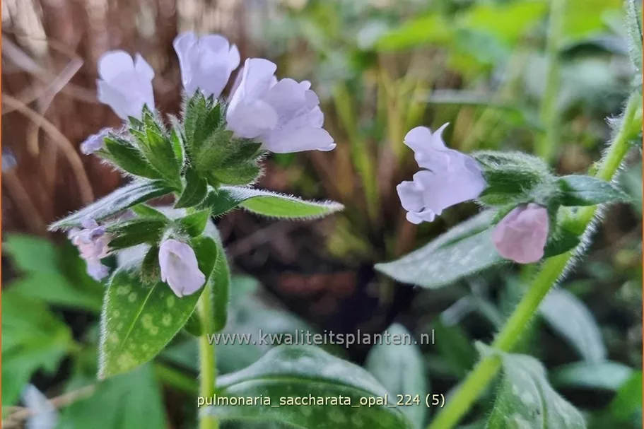 Pulmonaria saccharata 'Opal'