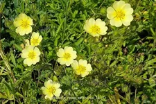 Potentilla recta 'Sulphurea'