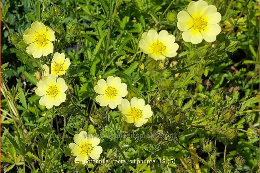Potentilla recta 'Sulphurea'