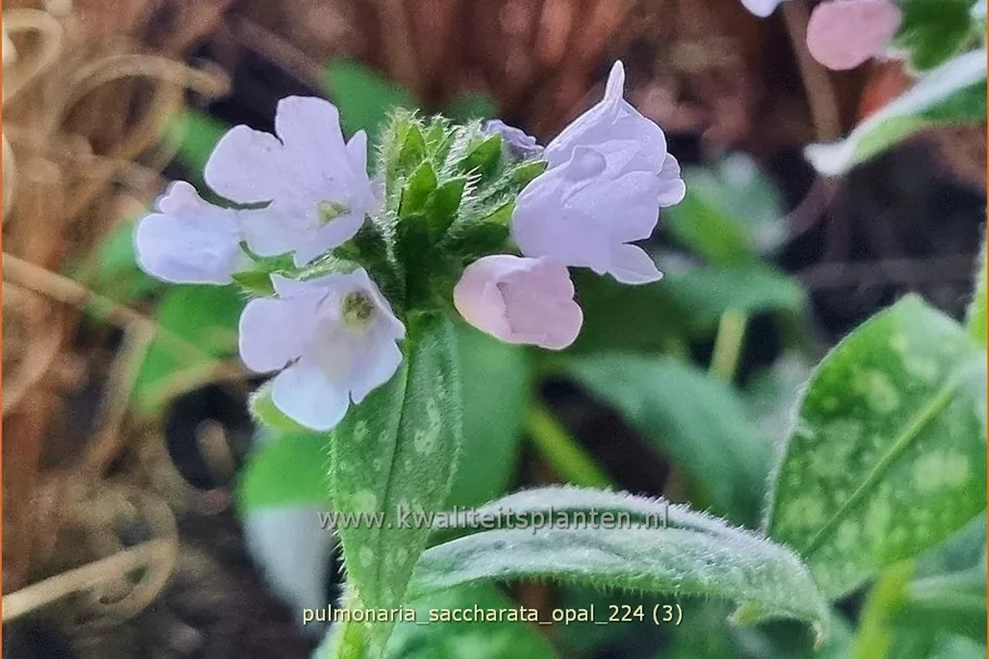 Pulmonaria saccharata 'Opal'