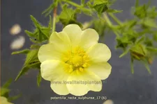 Potentilla recta 'Sulphurea'