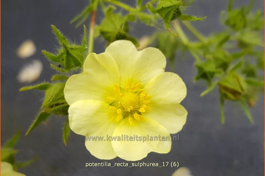 Potentilla recta 'Sulphurea'