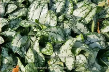 Pulmonaria saccharata 'Opal'