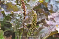 Plantago major 'Purple Perversion'