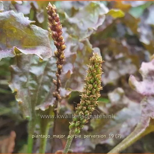 Plantago major 'Purple Perversion'