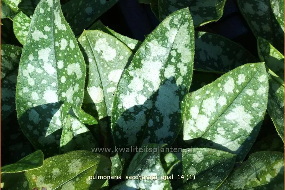 Pulmonaria saccharata 'Opal'