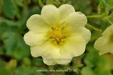 Potentilla recta 'Sulphurea'