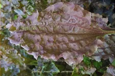 Plantago major 'Purple Perversion'