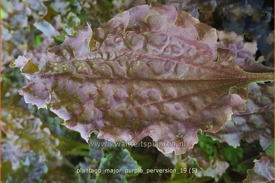 Plantago major 'Purple Perversion'