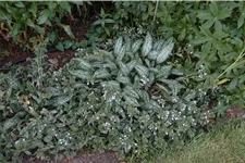 Pulmonaria saccharata 'Opal'