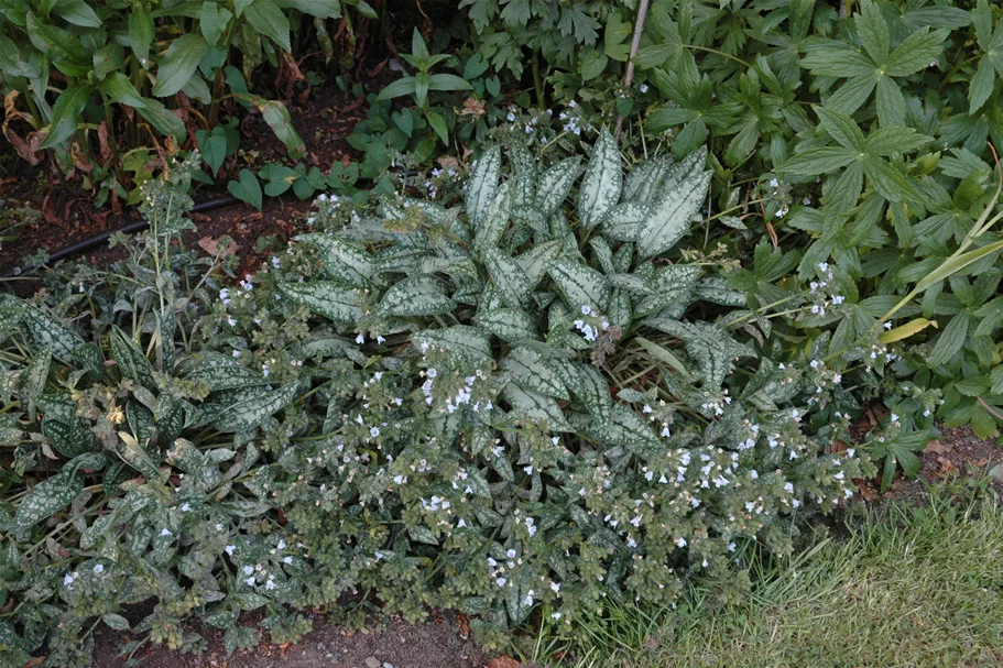 Pulmonaria saccharata 'Opal'