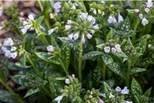 Pulmonaria saccharata 'Opal'