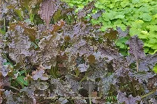 Plantago major 'Purple Perversion'