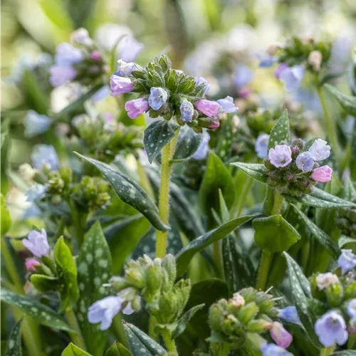 Pulmonaria saccharata 'Opal'