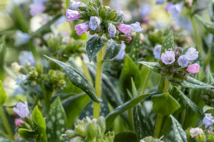 Pulmonaria saccharata 'Opal'
