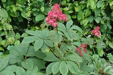 Rodgersia pinnata