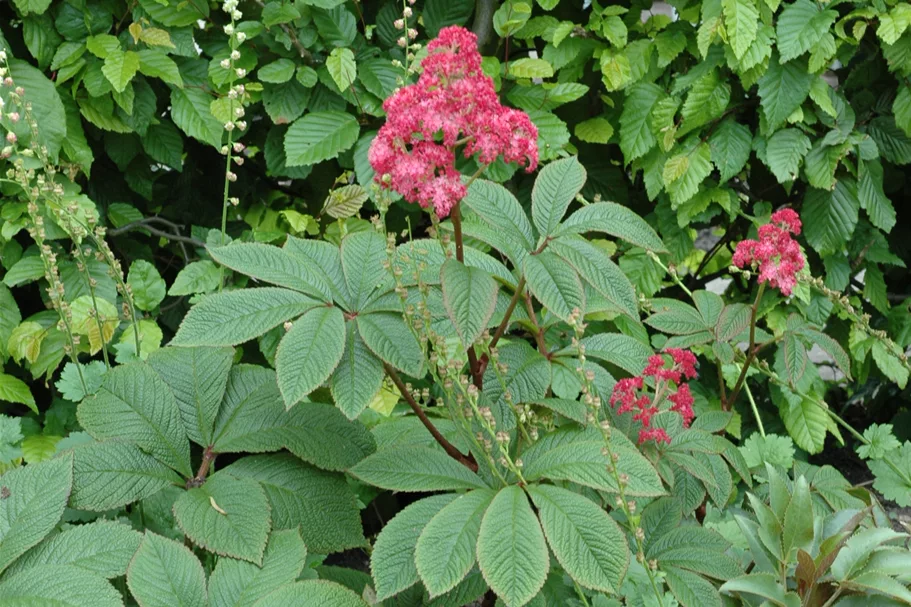 Rodgersia pinnata