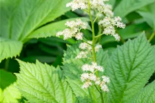 Rodgersia pinnata