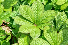 Rodgersia pinnata