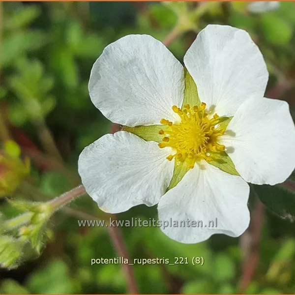 Potentilla rupestris