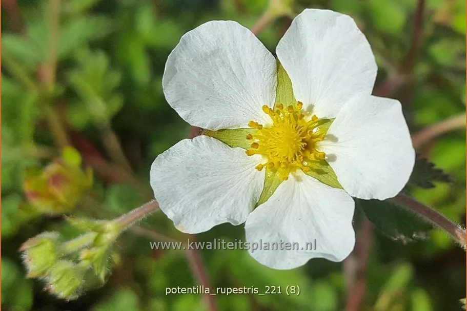 Potentilla rupestris