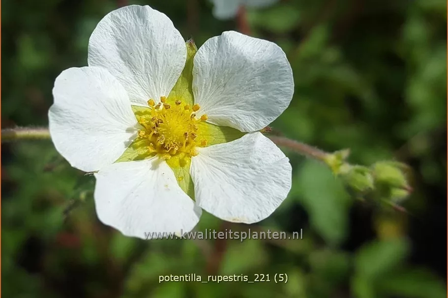 Potentilla rupestris