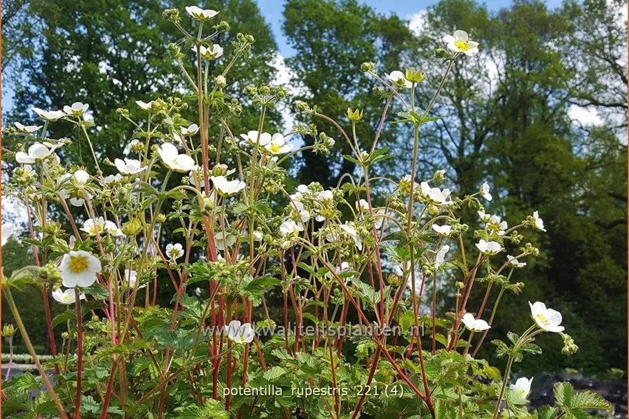 Potentilla rupestris