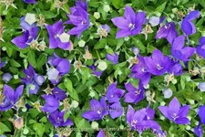 Platycodon grandiflorus 'Astra Blue'