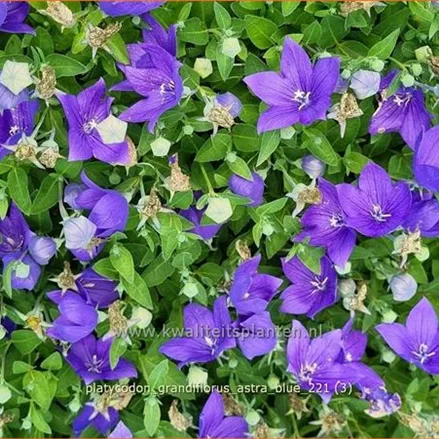 Platycodon grandiflorus 'Astra Blue'