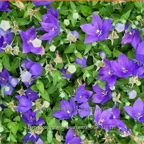 Platycodon grandiflorus 'Astra Blue'
