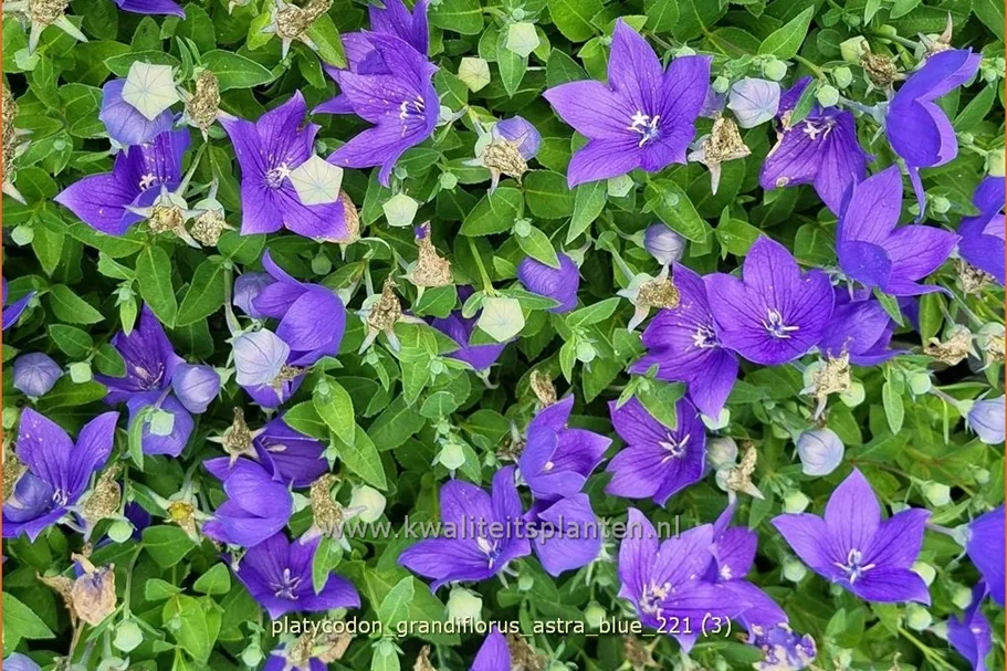 Platycodon grandiflorus 'Astra Blue'