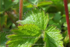Potentilla rupestris