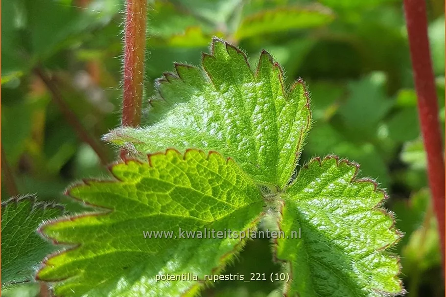 Potentilla rupestris