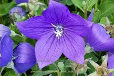 Platycodon grandiflorus 'Astra Blue'