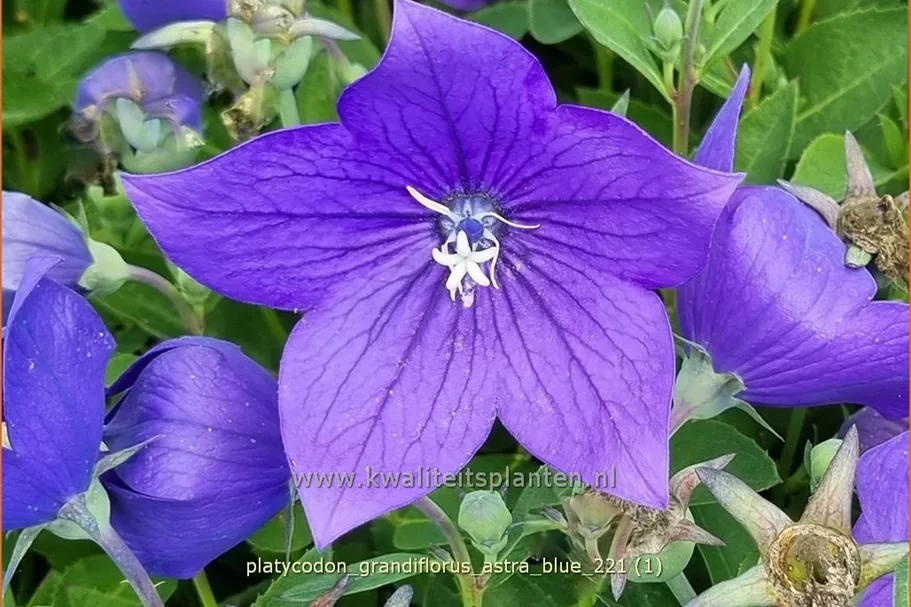 Platycodon grandiflorus 'Astra Blue'