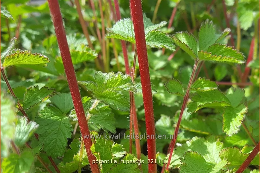 Potentilla rupestris