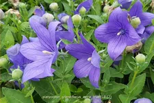 Platycodon grandiflorus 'Astra Blue'