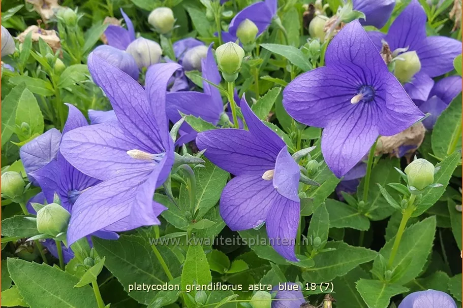 Platycodon grandiflorus 'Astra Blue'