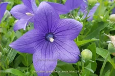 Platycodon grandiflorus 'Astra Blue'
