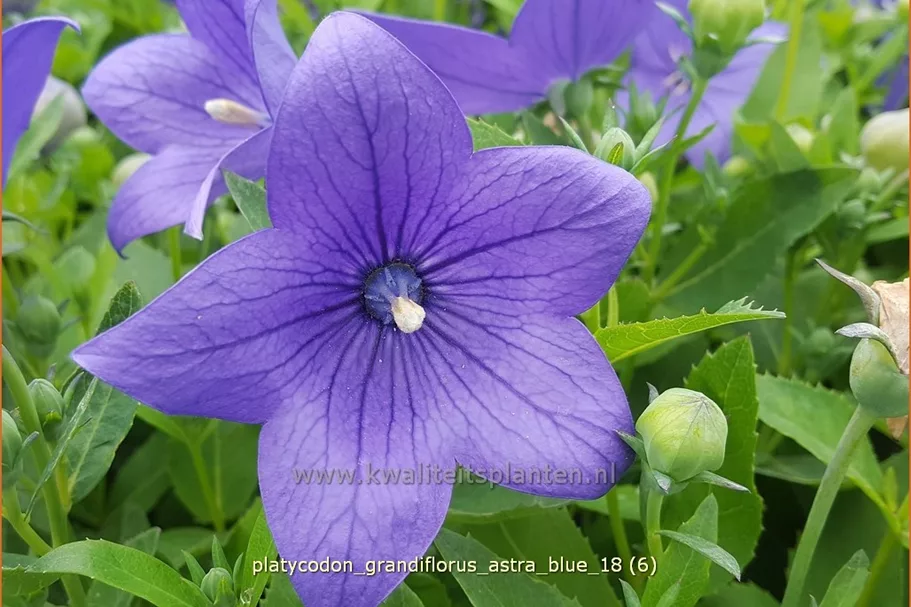 Platycodon grandiflorus 'Astra Blue'