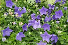 Platycodon grandiflorus 'Astra Blue'