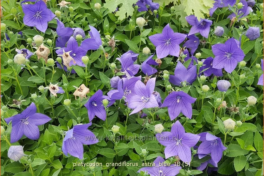 Platycodon grandiflorus 'Astra Blue'