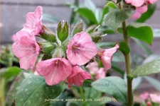 Pulmonaria saccharata 'Pink Dawn'