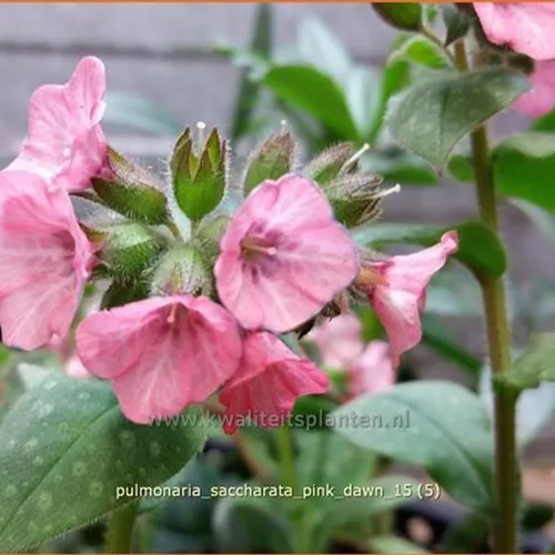 Pulmonaria saccharata 'Pink Dawn'