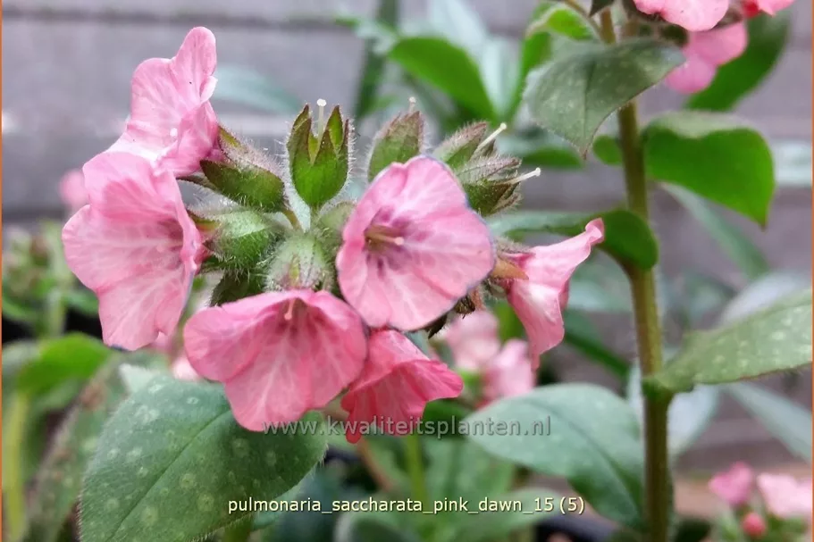 Pulmonaria saccharata 'Pink Dawn'