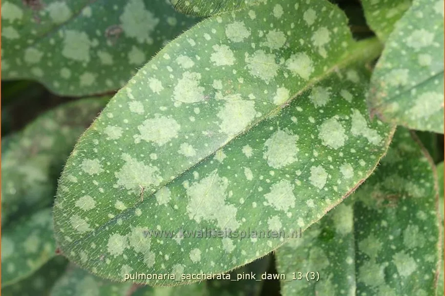 Pulmonaria saccharata 'Pink Dawn'